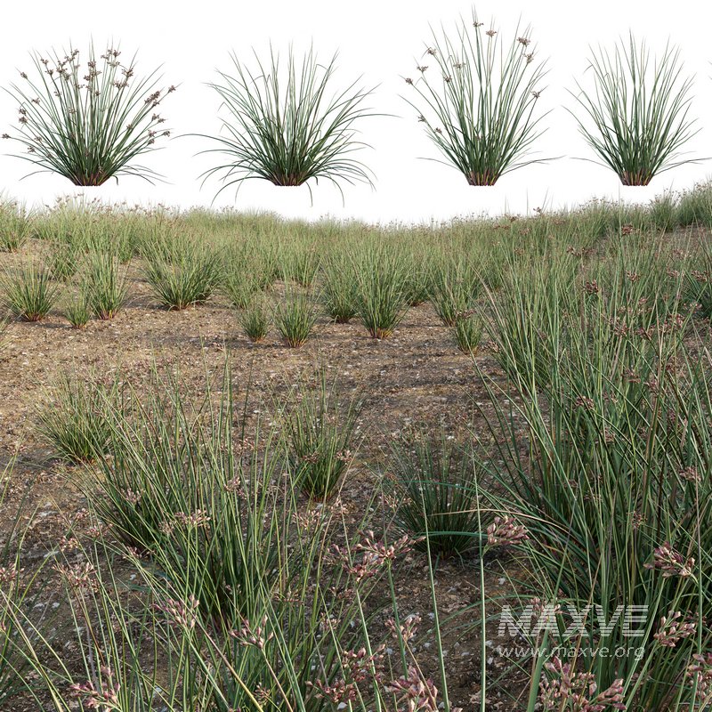 Juncus effusus – Common Rush - Image 1