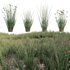 Juncus effusus – Common Rush 02 - Thumbnail 1