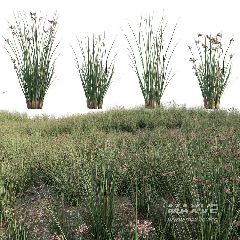 Juncus effusus – Common Rush 02 - Image 1