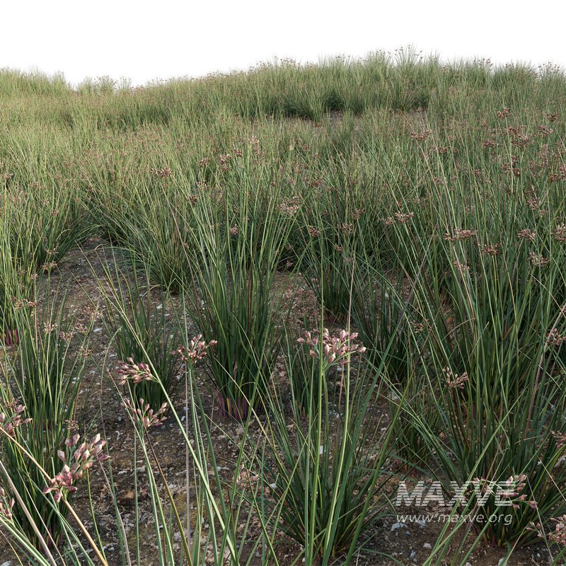 Juncus effusus – Common Rush - Image 2