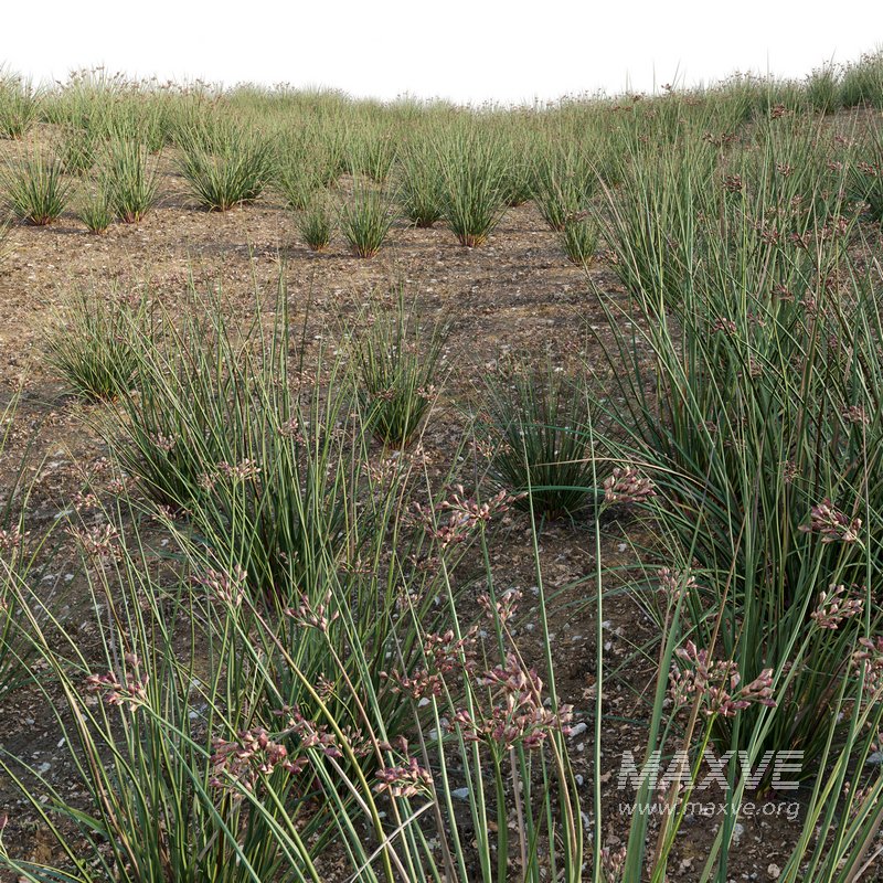 Juncus effusus – Common Rush 02 - Image 3