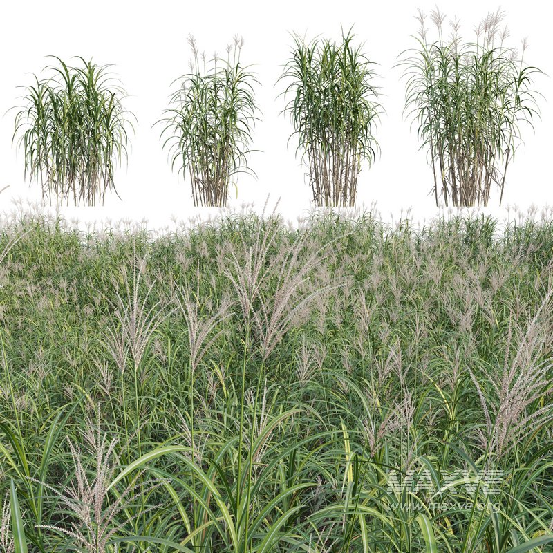 Miscanthus giganteus 01 - Image 1
