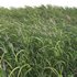 Miscanthus giganteus 02 - Thumbnail 2