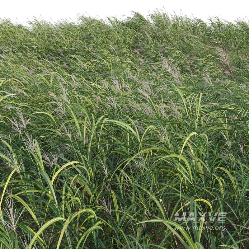 Miscanthus giganteus 02 - Image 2