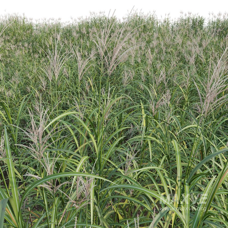 Miscanthus giganteus 02 - Image 3