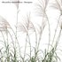 Miscanthus sacchariflorus – Silvergrass 01 - Thumbnail 3