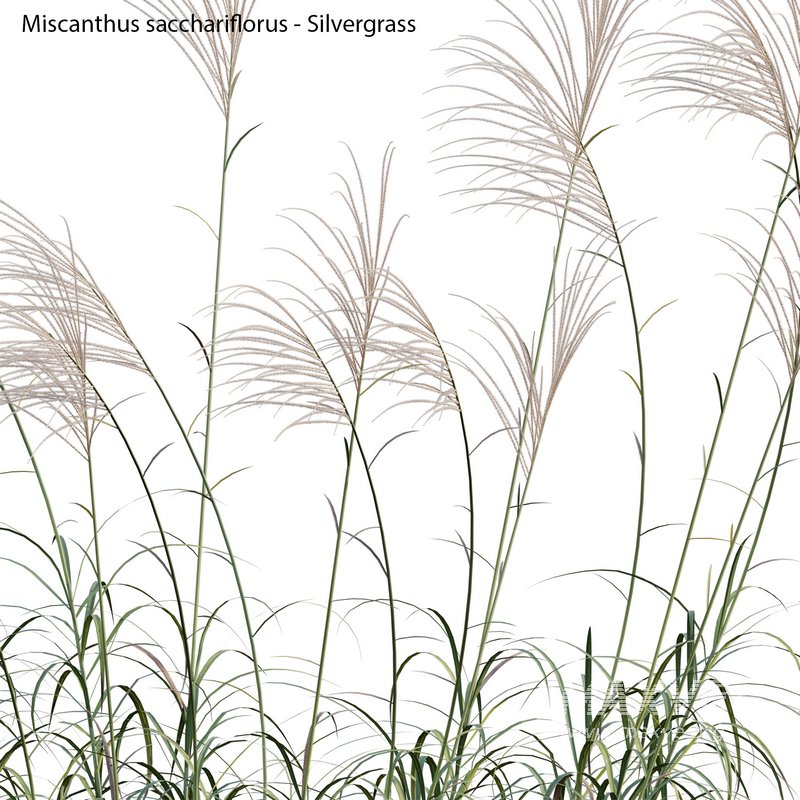 Miscanthus sacchariflorus – Silvergrass 01 - Image 3