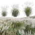 Miscanthus sacchariflorus – Silvergrass 02 - Thumbnail 1