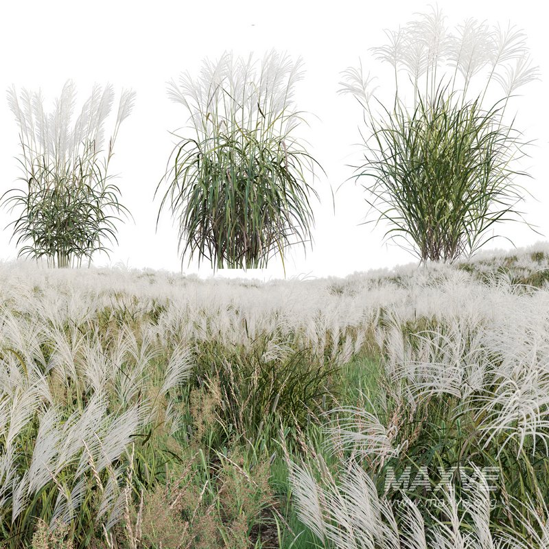 Miscanthus sacchariflorus – Silvergrass 02 - Image 1