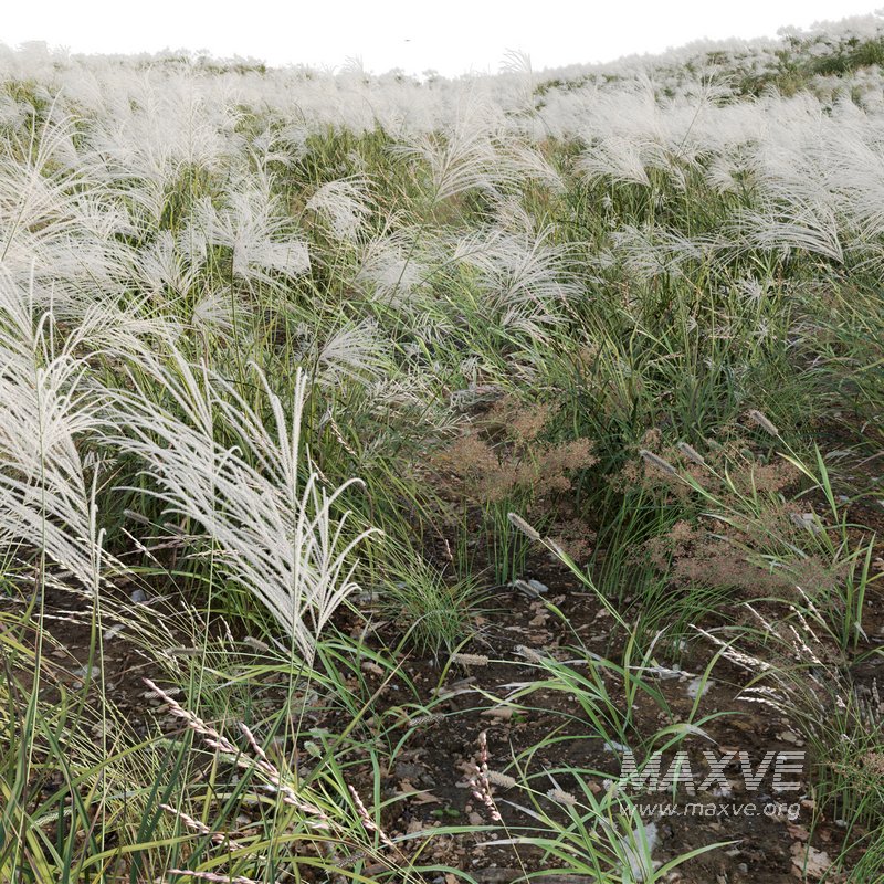 Miscanthus sacchariflorus – Silvergrass 03 - Image 3