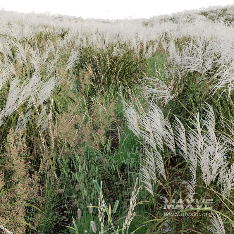 Miscanthus sacchariflorus – Silvergrass 03 - Image 2