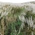 Miscanthus sacchariflorus – Silvergrass 02 - Thumbnail 3