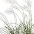 Miscanthus sacchariflorus – Silvergrass 02 - Thumbnail 4