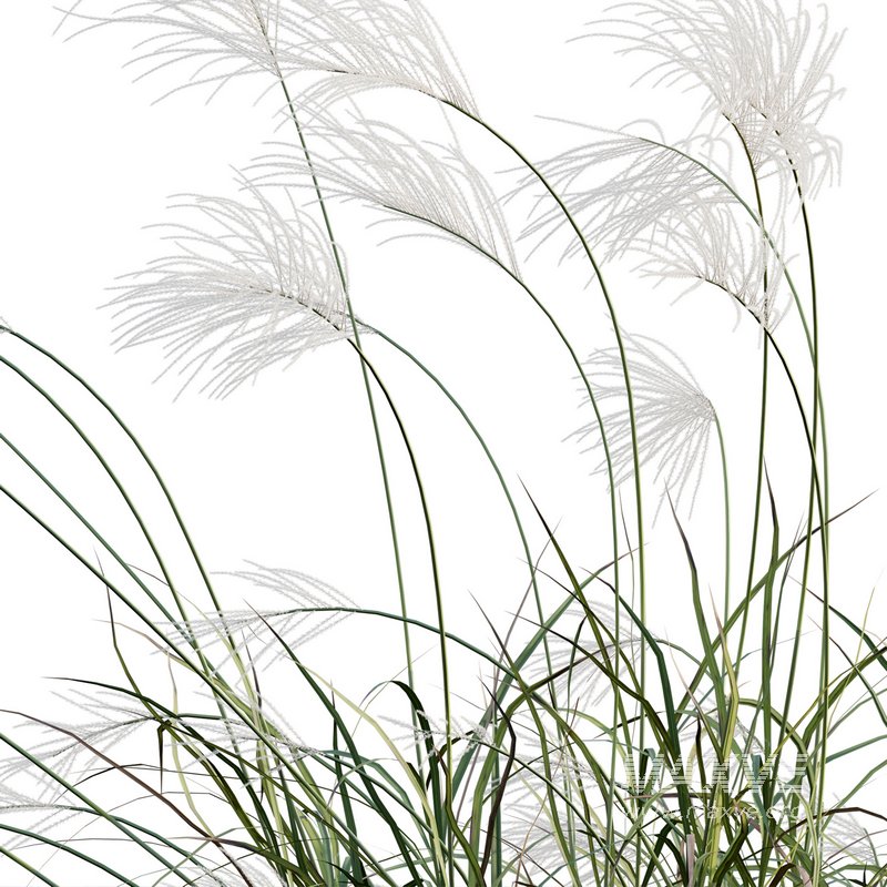 Miscanthus sacchariflorus – Silvergrass 02 - Image 4