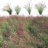 Panicum virgatum Switchgrass - Thumbnail 1