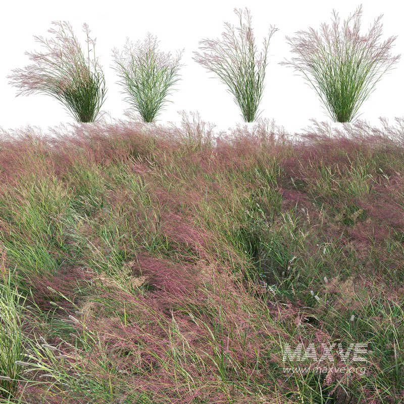 Panicum virgatum Switchgrass - Image 1