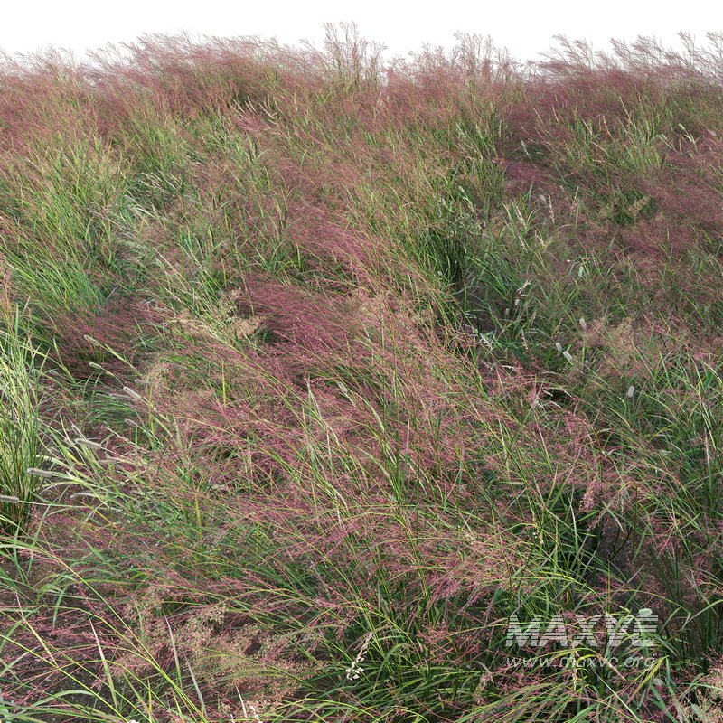 Panicum virgatum Switchgrass - Image 2