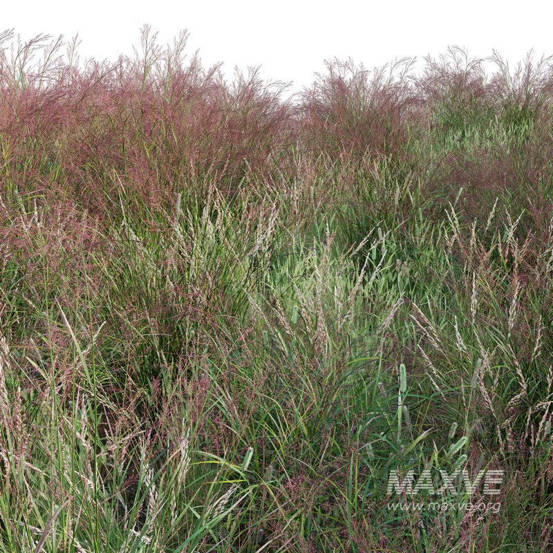 Panicum virgatum Switchgrass - Image 3