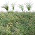 Panicum virgatum Switchgrass 02 - Thumbnail 1