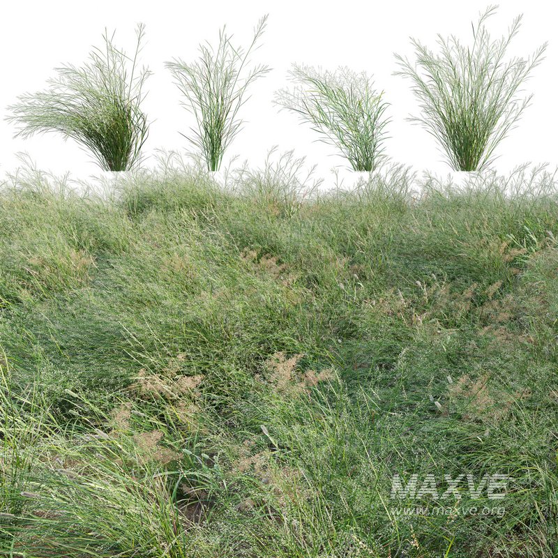 Panicum virgatum Switchgrass 02 - Image 1