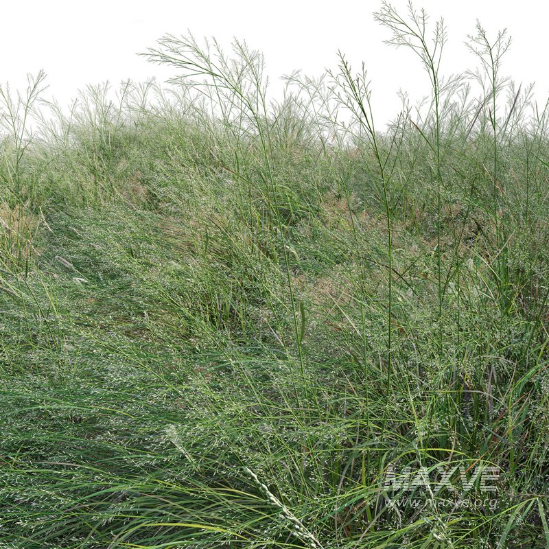 Panicum virgatum Switchgrass 02 - Image 2