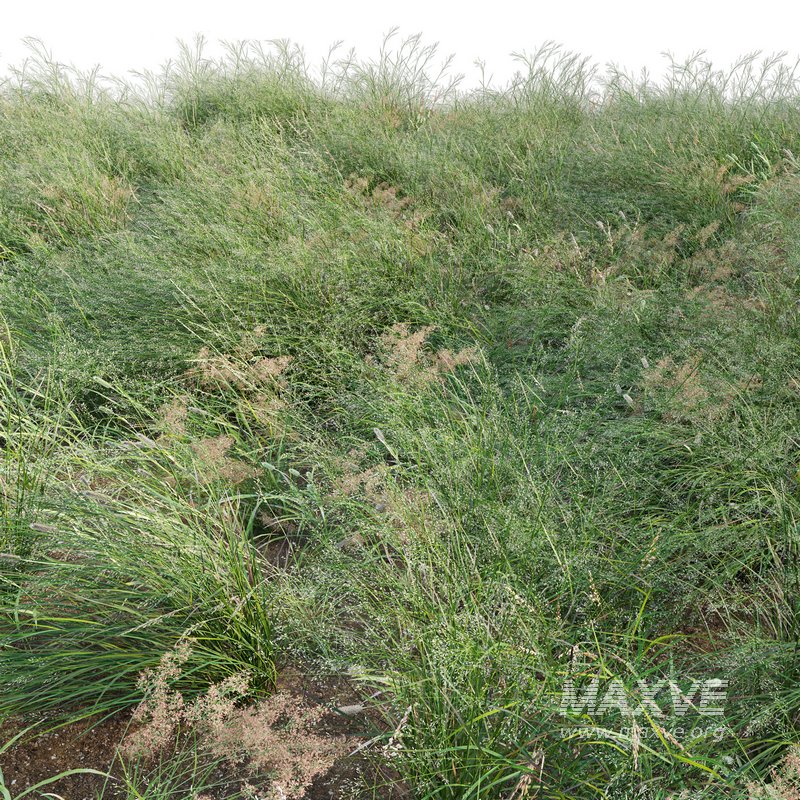 Panicum virgatum Switchgrass 02 - Image 3
