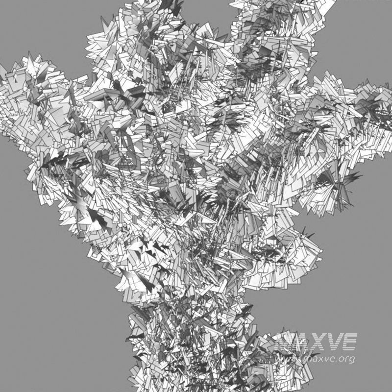 Cylindropuntia Bigelovii – Teddy Bear Cholla - Image 4