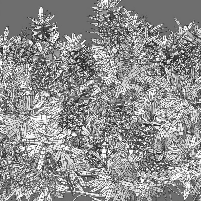 Callistemon Citrinus Little John – Little John Dwarf Red Bottlebrush - Image 4