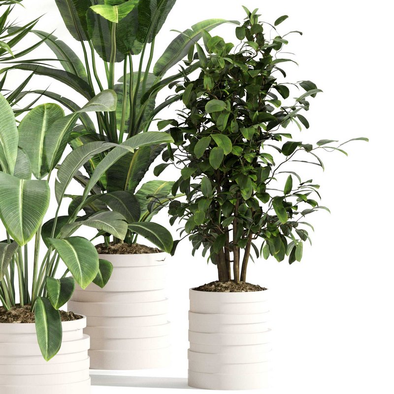 Indoor Plant Set 0146 - Image 4