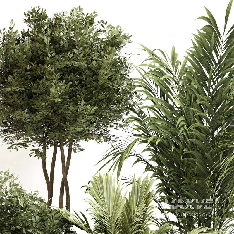 Indoor Plant Set 0144 - Image 3