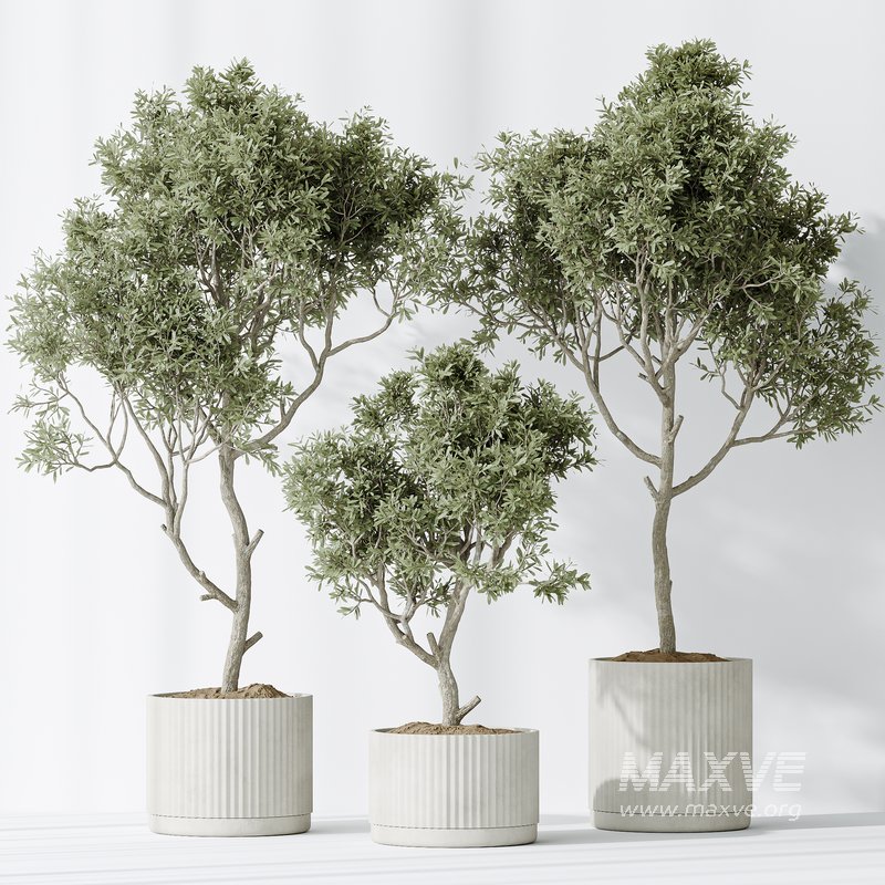 AV Indoor plants set 128 Mission Kalamata Leccino Arbequina Wilsonii Chemlali Olive Set - Image 6