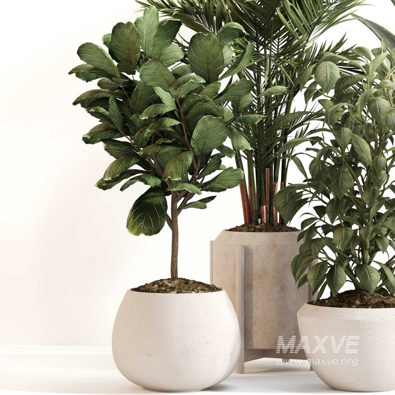 Indoor Plant Set 0147 - Image 4