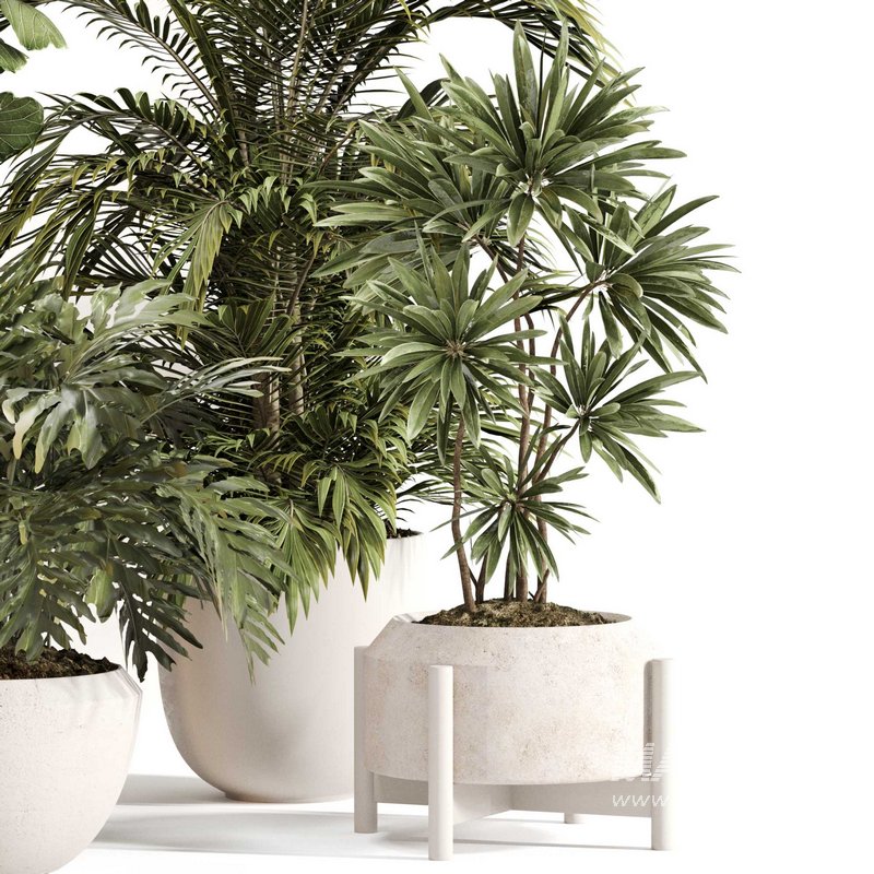 Indoor Plant Set 0145 - Image 4