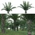 Elaeis guineensis – African oil palm - Thumbnail 1