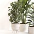 Indoor Plant Set 0143 - Thumbnail 4