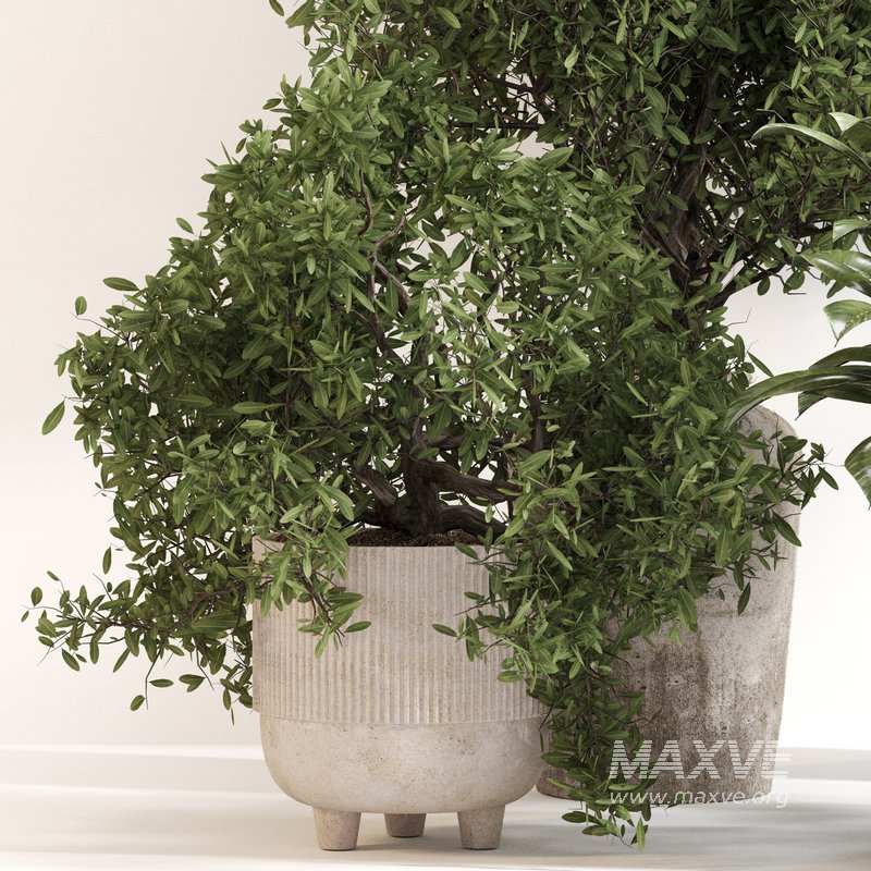 Indoor Plant Set 0141 - Image 3