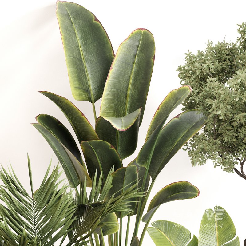 Indoor Plant Set 0142 - Image 2