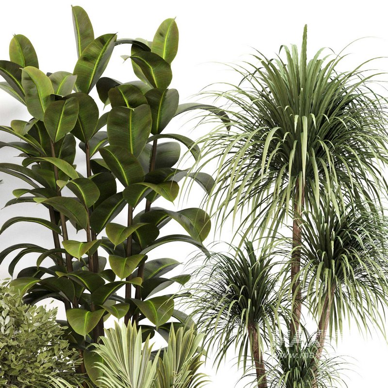 Indoor Plant Set 0109 - Image 4