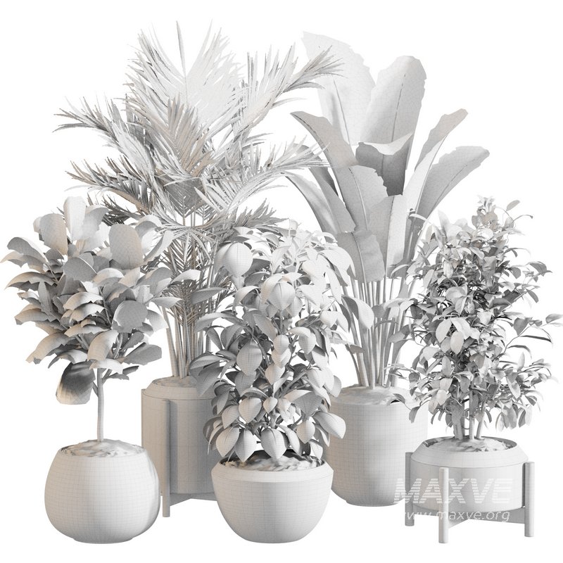 Indoor Plant Set 0147 - Image 5