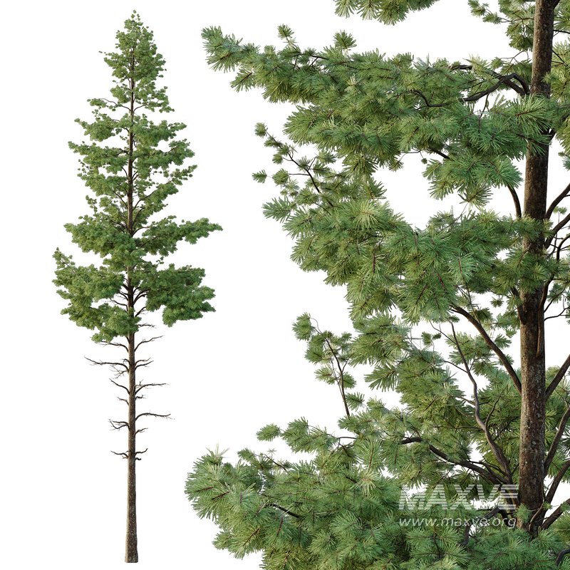 Pinus tree001 - Image 3