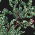 Arctostaphylos glauca ?C Big Berry Manzanita 02 - Thumbnail 4