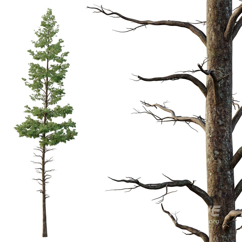 Pinus tree001 - Image 4