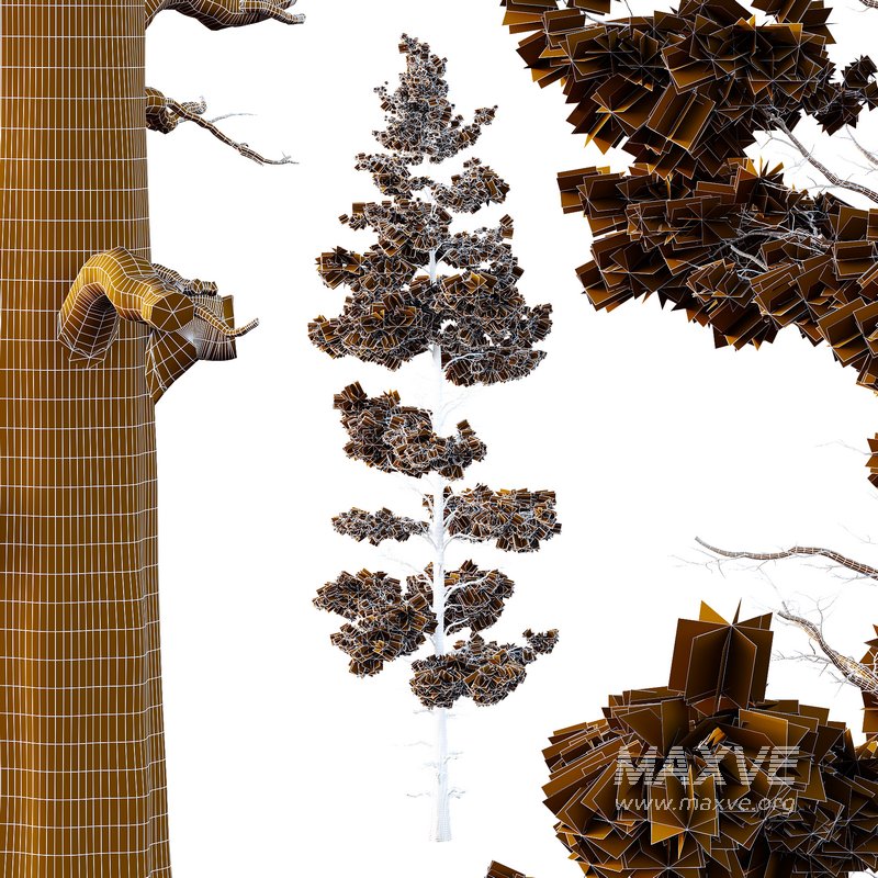 Pinus tree003 - Image 2