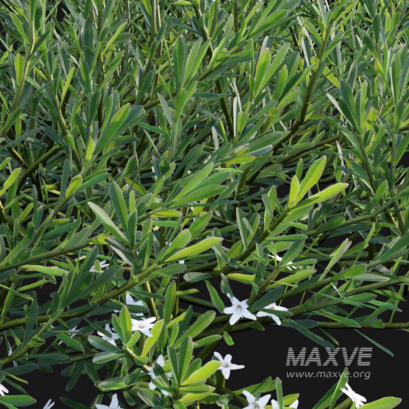 Myoporum Parvifolium- Yareena - Image 2