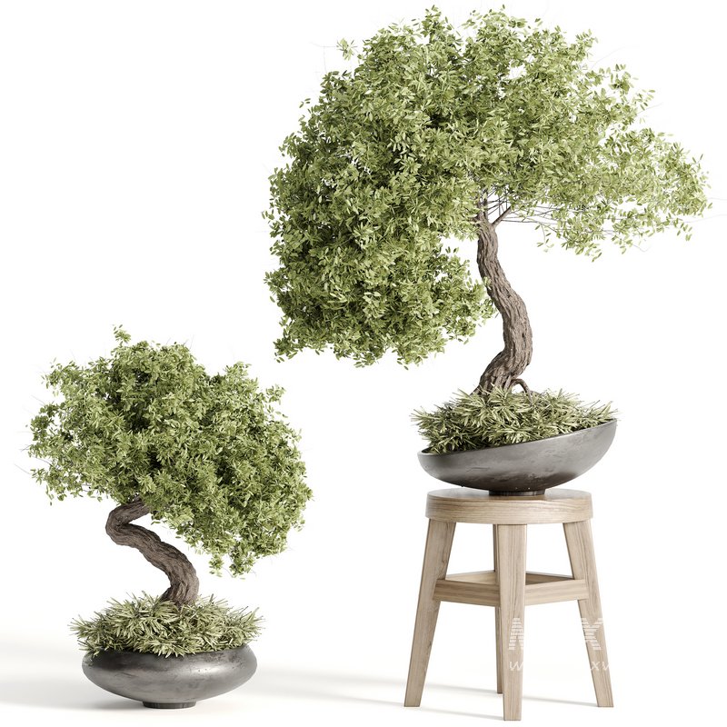 indoor plant Set Bonsai 127 - Image 5