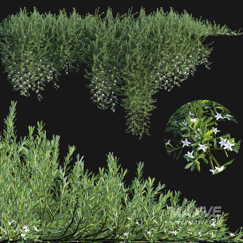 Myoporum Parvifolium- Yareena - Image 1