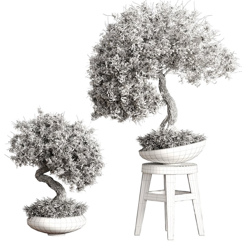 indoor plant Set Bonsai 127 - Image 4