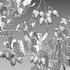 Arctostaphylos glauca ?C Big Berry Manzanita 02 - Thumbnail 5