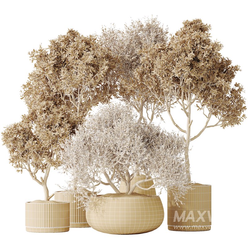 AV Indoor plants set 128 Mission Kalamata Leccino Arbequina Wilsonii Chemlali Olive Set - Image 7