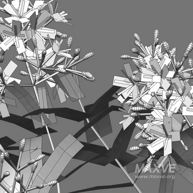 Lemonwood Tree – Pittosporum eugenioides 03 - Image 4